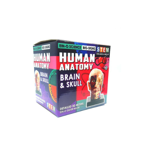 🧠💀 אנטומיית האדם – מוח וגולגולת סדרת Bio Signs מבית פרופסור איינו הכירו את אחת הערכות המרתקות ביותר בסדרת Bio Signs – סדרה ייחודית של דגמים שמביאים את עולם האנטומיה האנושית אל הילדים בצורה ברורה, חווייתית ומסקרנת. בערכה זו תלמדו להכיר מקרוב את מוח האדם ואת מבנה הגולגולת: 🔍 כיצד המוח בנוי 🧩 איך חלקי הגולגולת מתחברים 💡 ואיך שניהם יחד מגנים עלינו ומאפשרים לנו לחשוב, לזכור ולהרגיש הכול מודגם בצורה פשוטה, צבעונית ומובנת – כך שהלמידה הופכת לחוויה מהנה ובלתי נשכחת. הצטרפו למסע מרתק יחד עם פרופסור איינו ולמדו על פלאי הגוף האנושי בדרך שכל ילד יכול להבין. 🎯 מומלץ לשימוש מגיל 6 ומעלה ✨ מושלם לילדים סקרנים, למוסדות חינוך ולכל מי שאוהב לגלות איך הגוף באמת עובד!